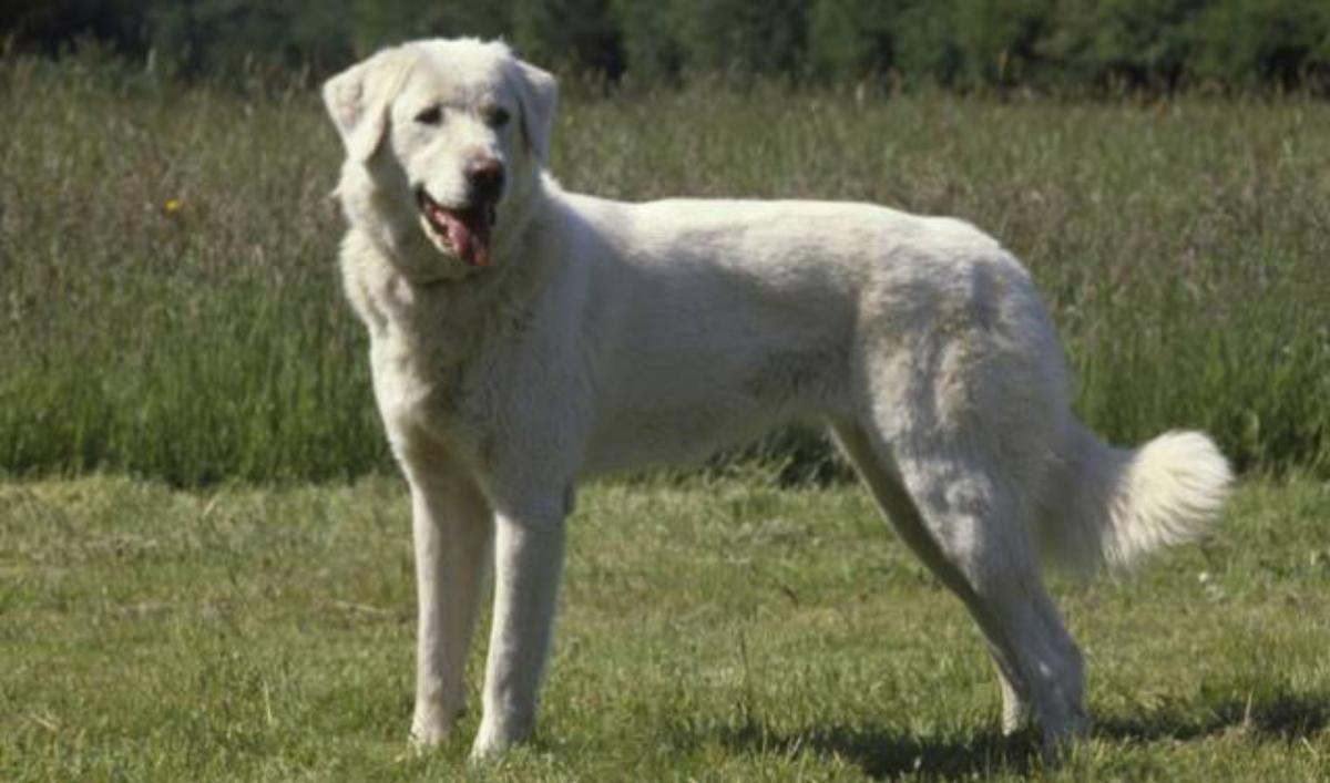 Akbash Dog