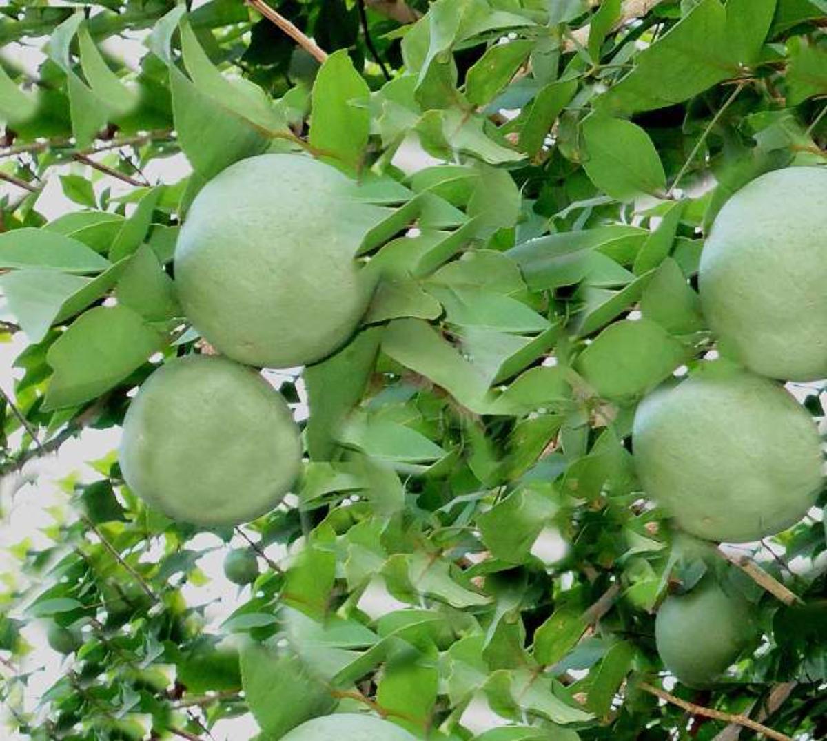 Bael Fruit Tree