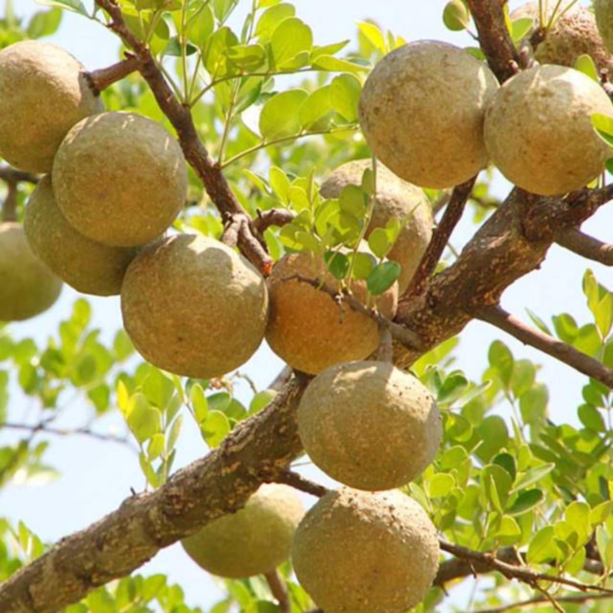 Bael Tree