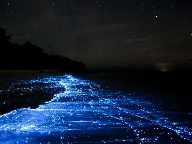 Betalbatim Beach Bioluminescent