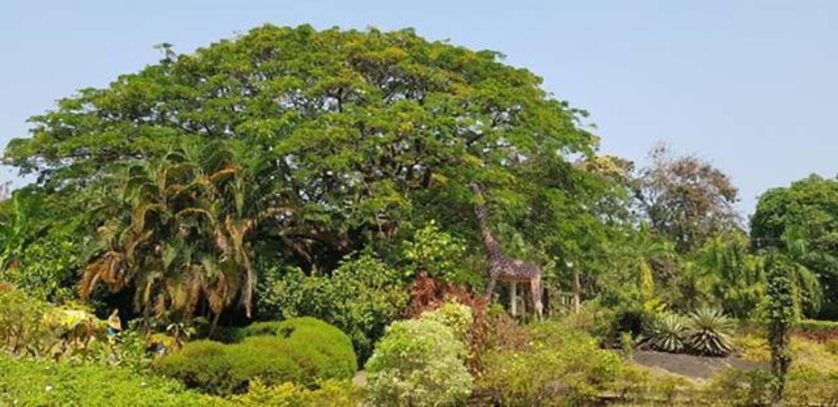 Bhujanga Park Giraffe Statues 