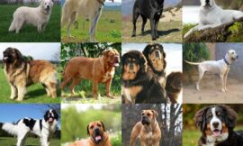 Top 15 of the world’s Biggest Dog Breeds