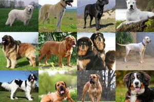 Biggest Dog Breeds