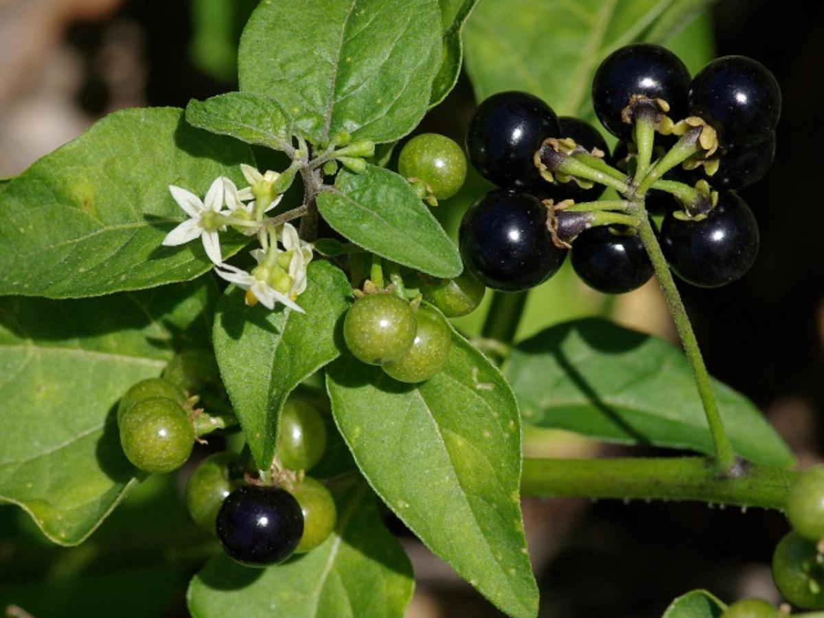 Black Nightshade