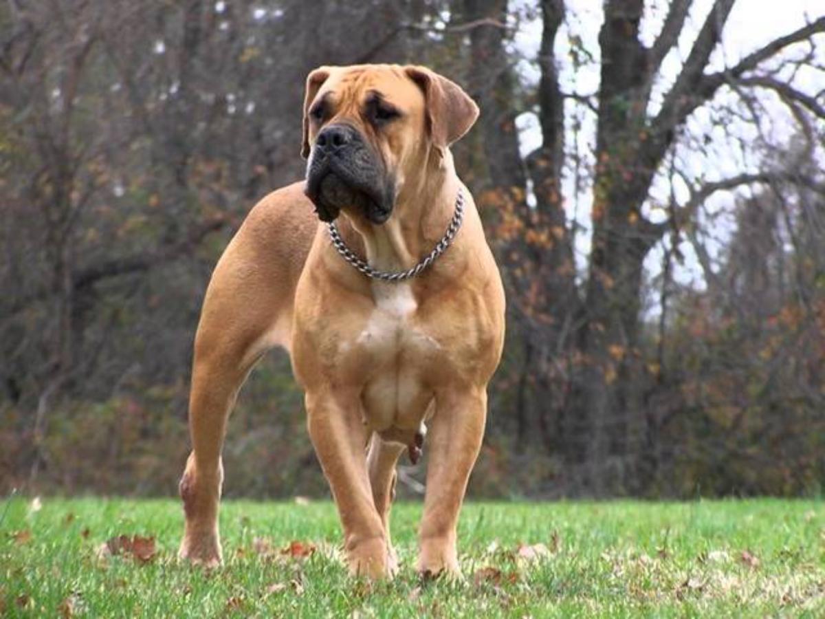 Boerboel Dog