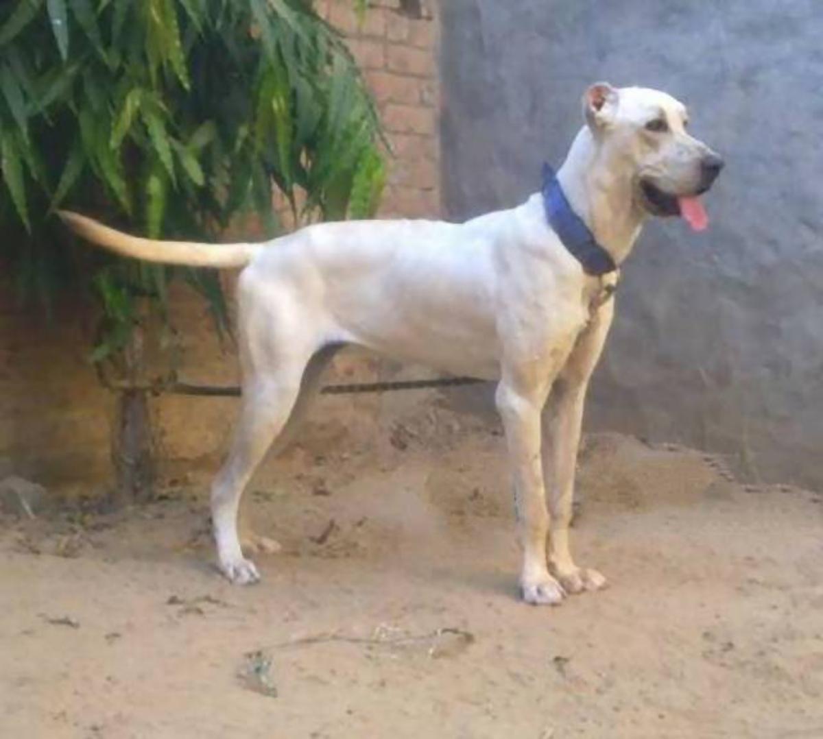 Bully Kutta Dog