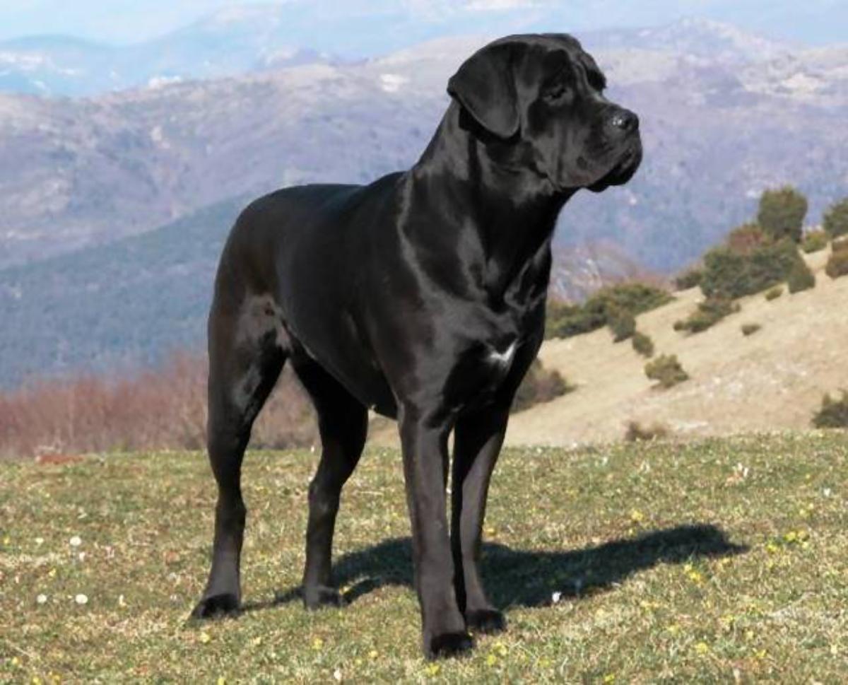 Cane Corso Dog