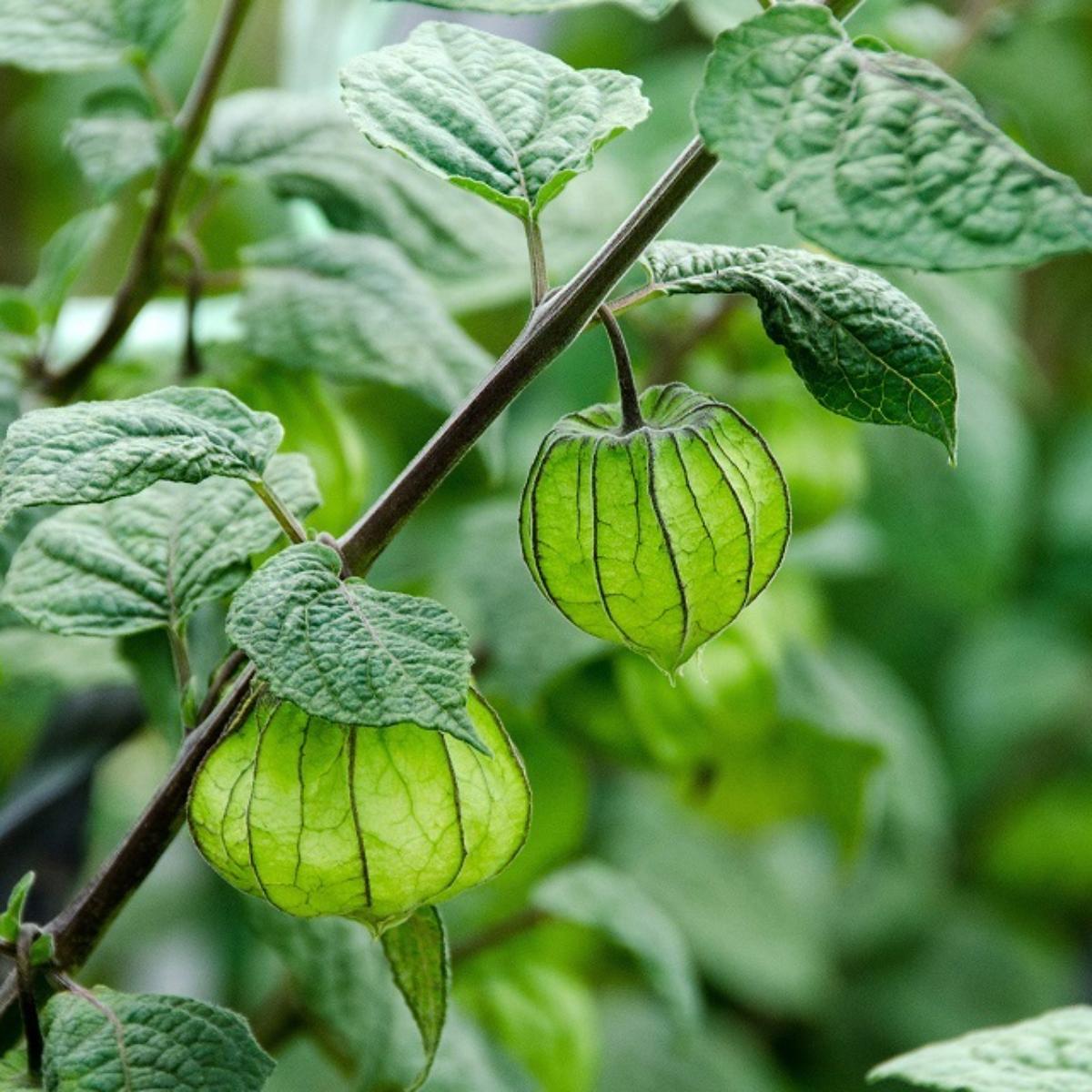 Cape Gooseberry