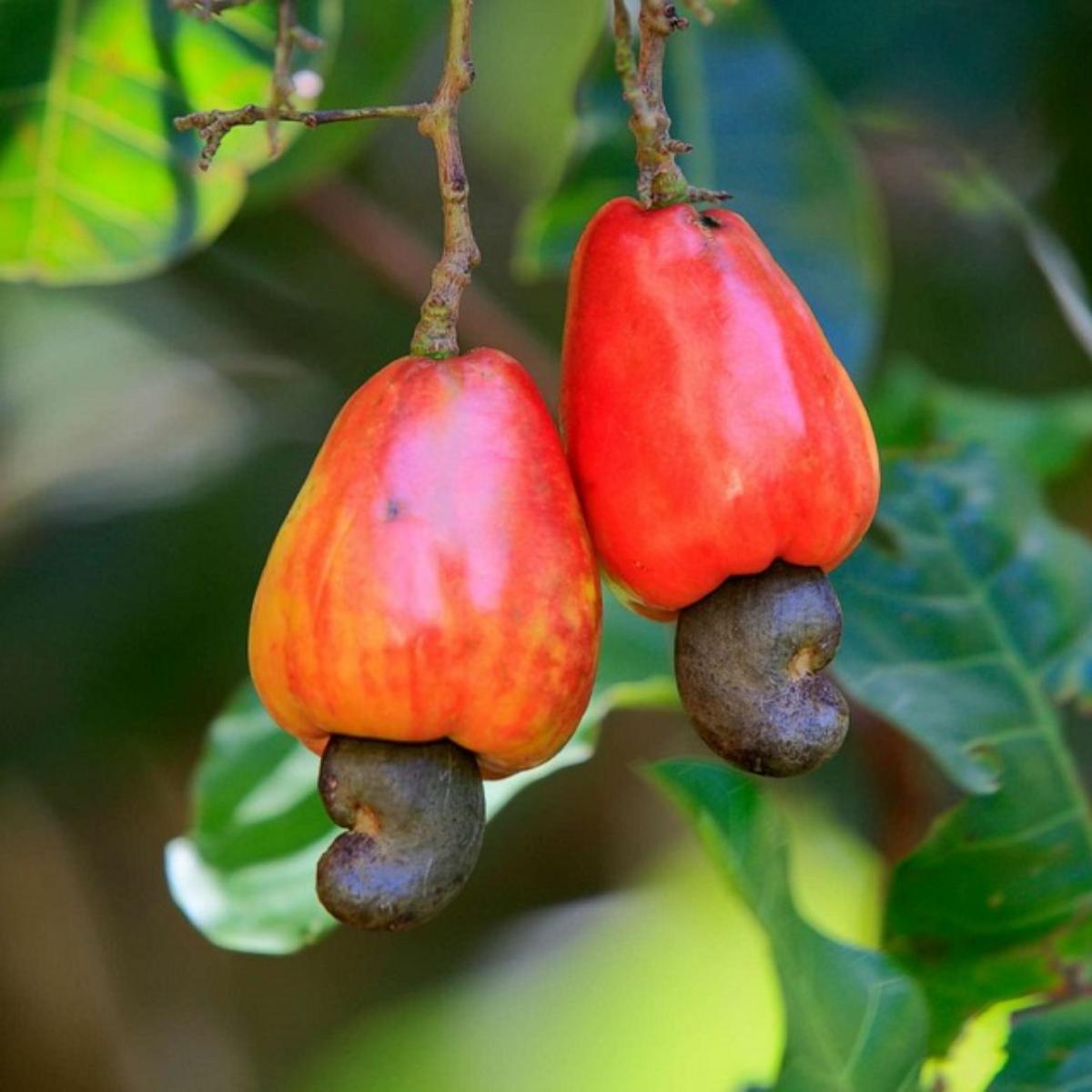 Cashew Fruit