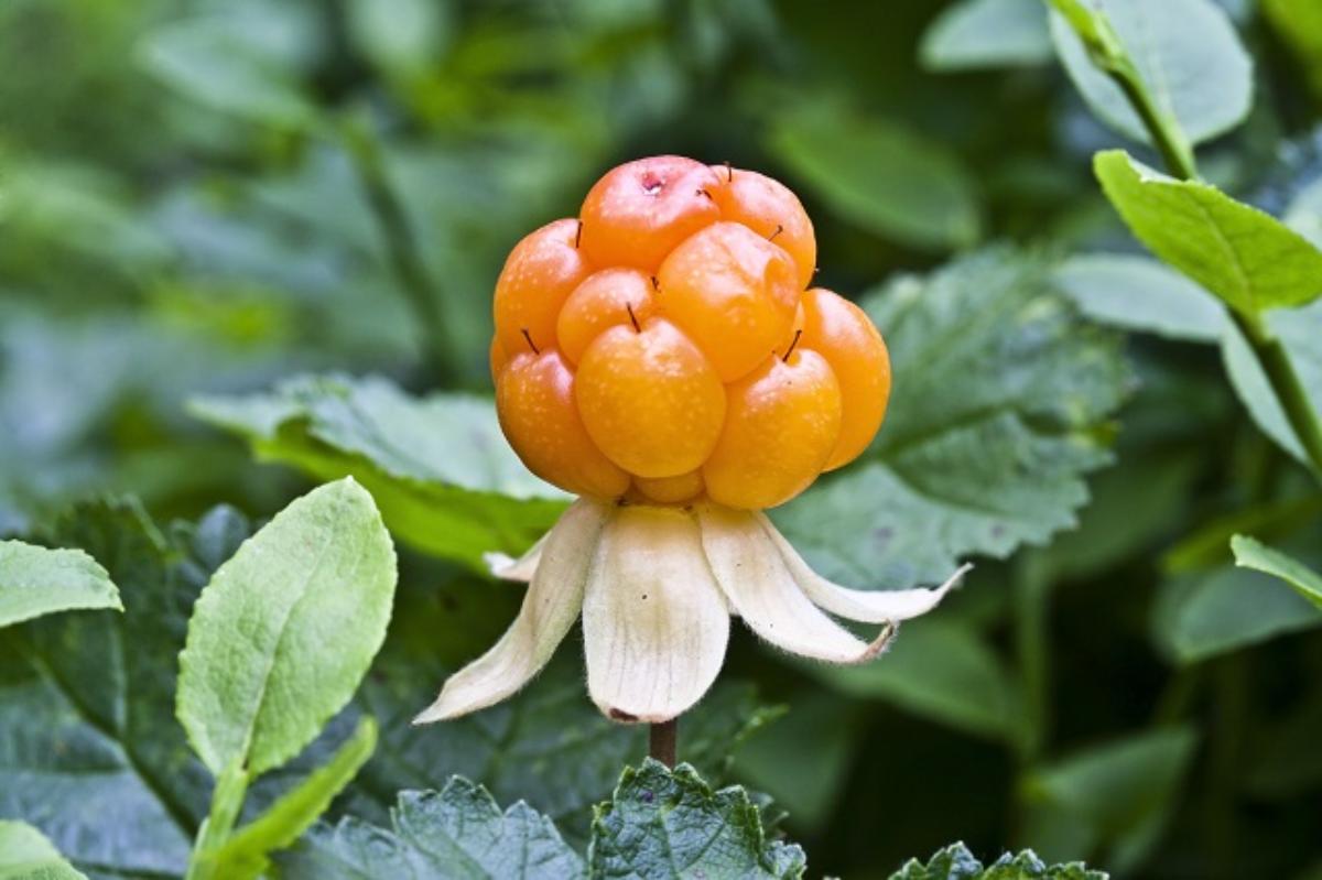 Cloudberry