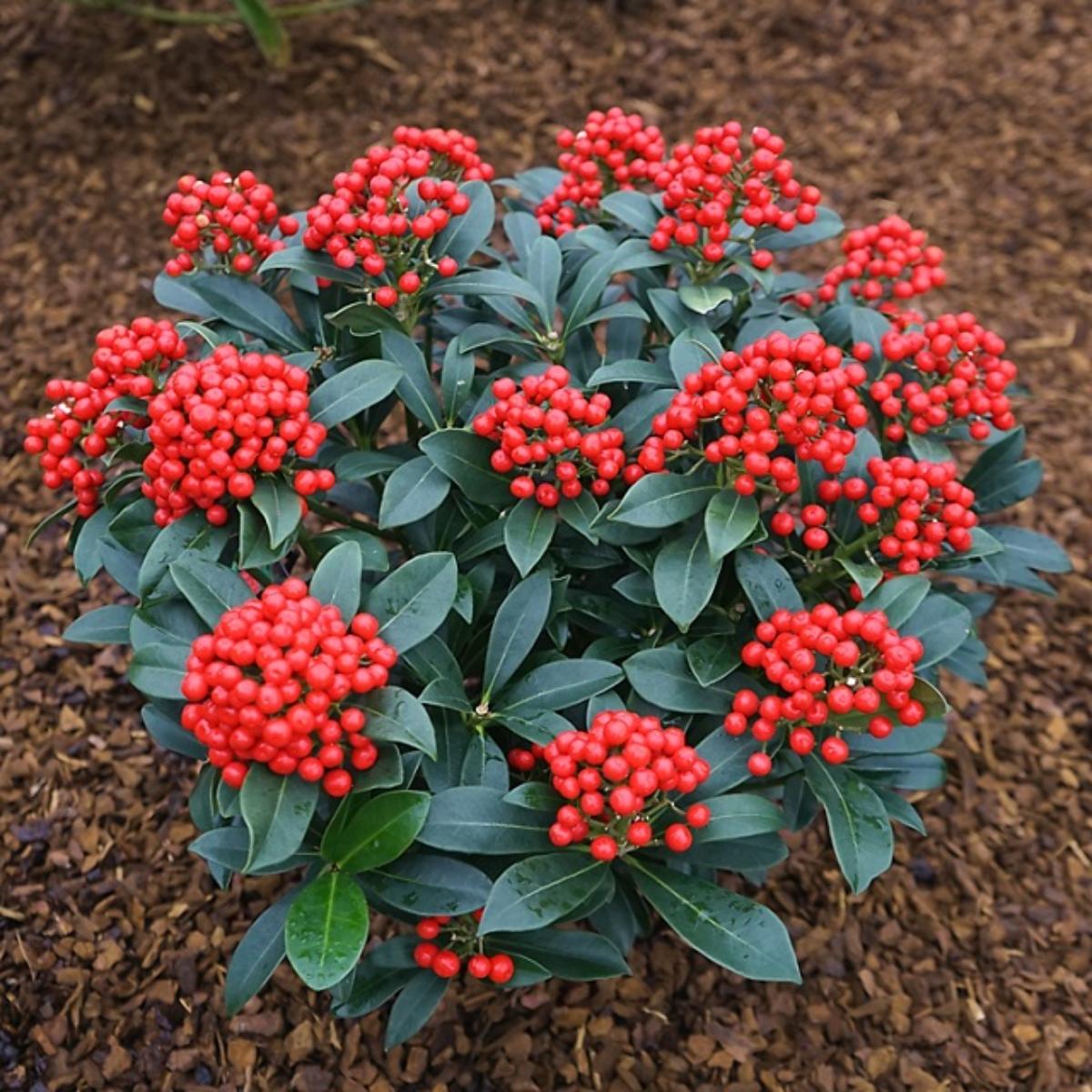 Cranberry
