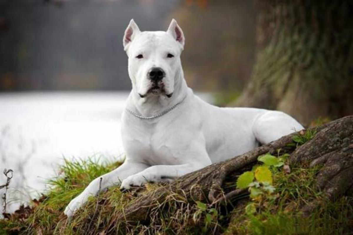 Dogo Argentino Dog