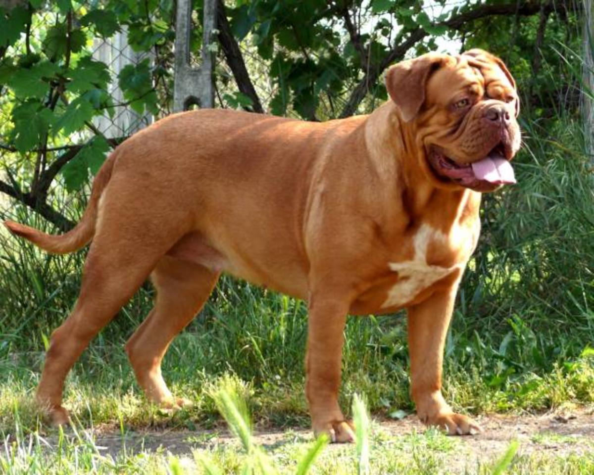 Dogue De Bordeaux Dog