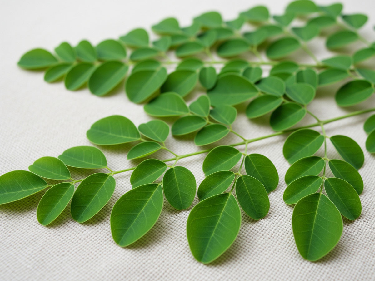 Drumstick Leaves Moringa