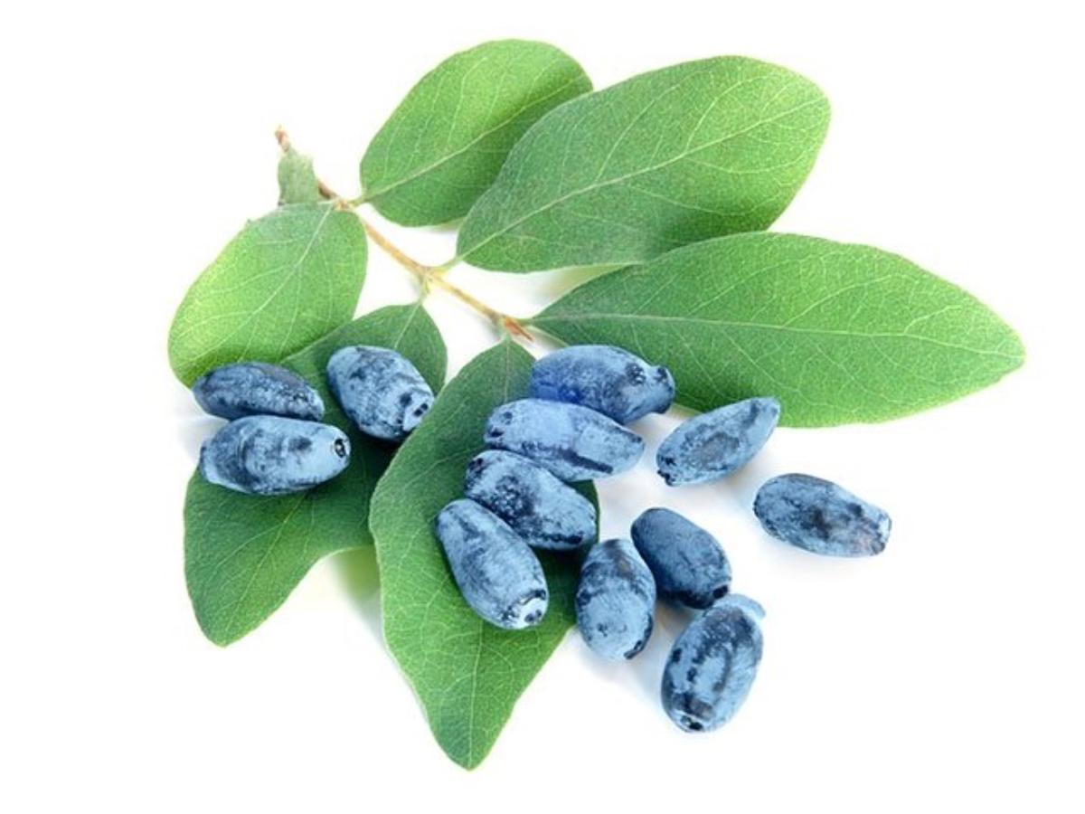 Honeyberry