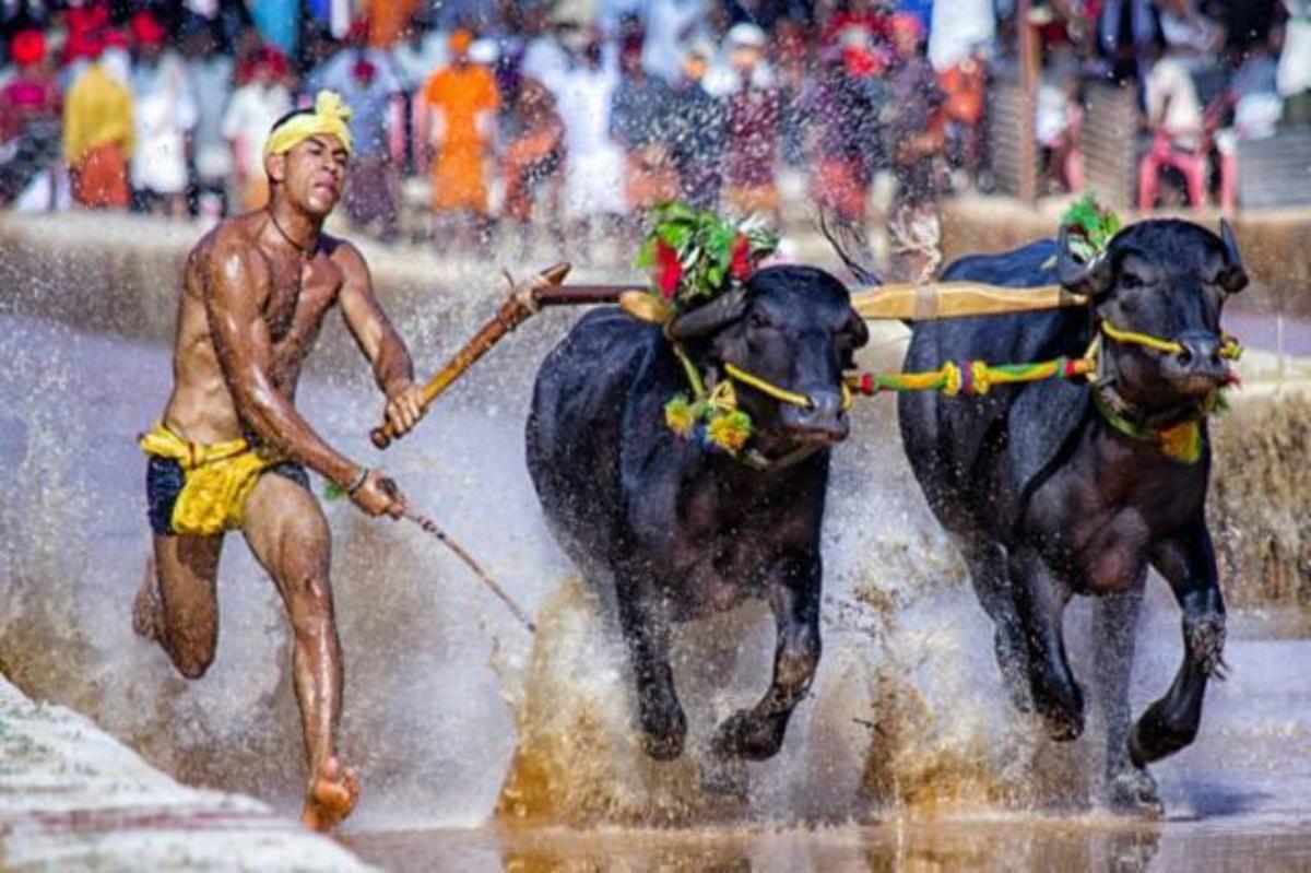 Kambala Kambula
