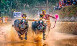 Kambala – Kambula