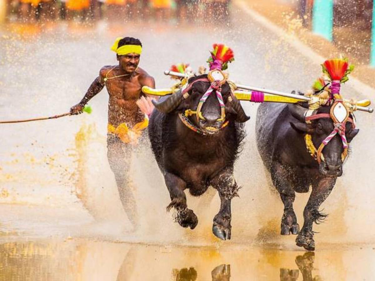Kambala Kambulashrinivas Gowda