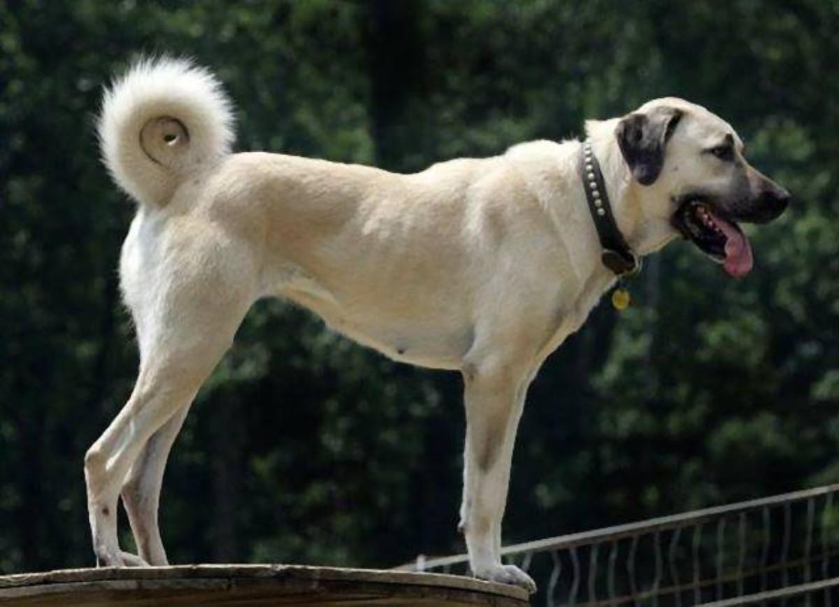 Kangal Dog