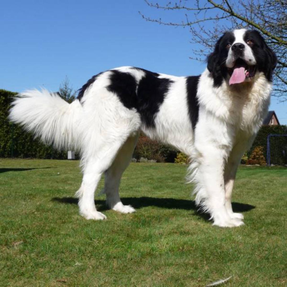 Landseer Dog