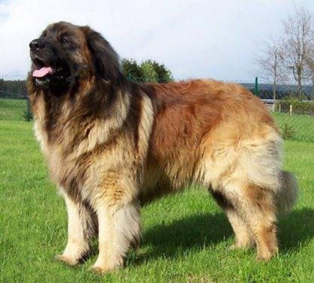 Leonberger Dog
