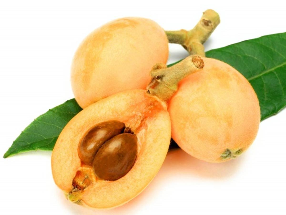 Loquat
