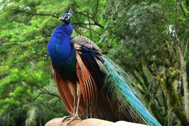 Read more about the article Malyadi Bird Sanctuary – Kundapura