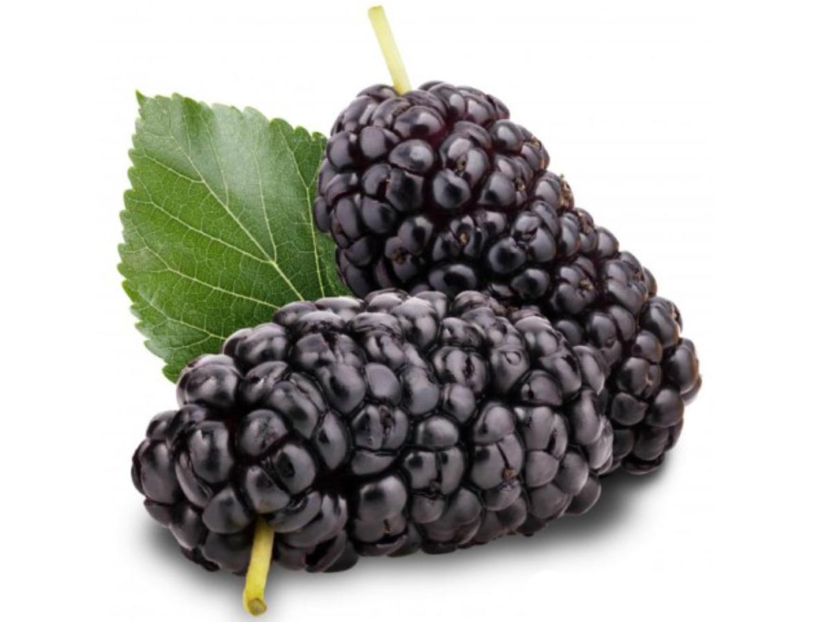 Mulberry