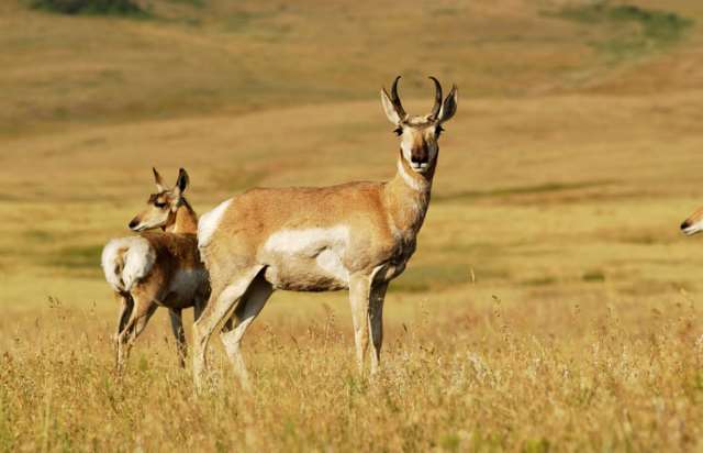 Periyar Wildlife Sanctuary Deer