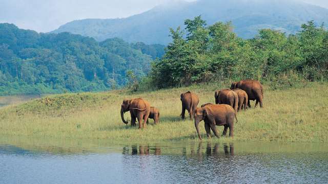 Periyar Wildlife Sanctuary Elephants