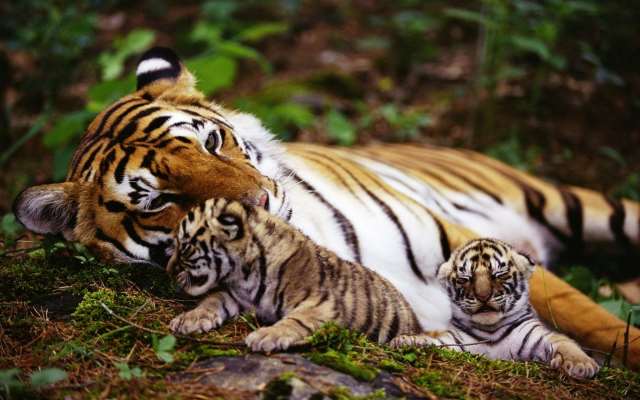 Periyar Wildlife Sanctuary Tigers