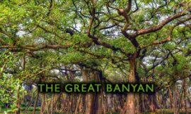 The Great Banyan – A Living Legend of Nature and Heritage