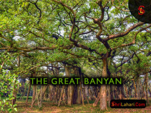 Read more about the article The Great Banyan – A Living Legend of Nature and Heritage