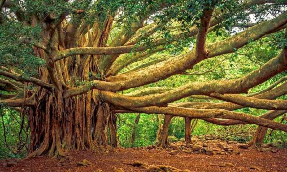 The Great Banyan Tree Howrah