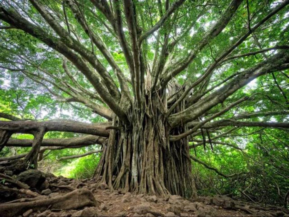 The Great Banyan Tree Shibpur