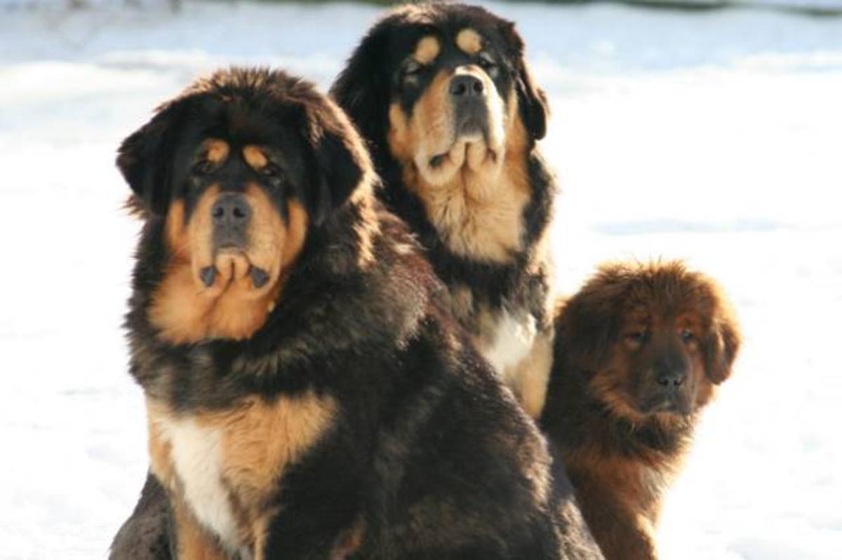 Tibetan Mastiff Dog