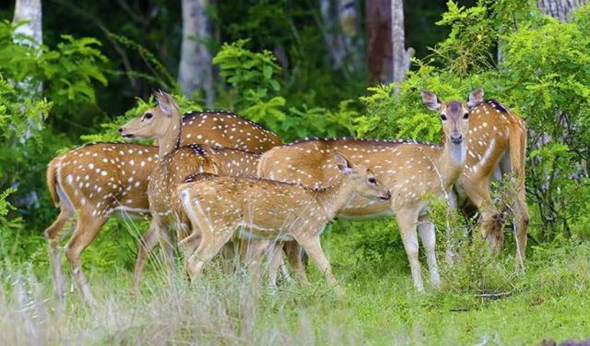 Wayanad Wildlife Sanctuary