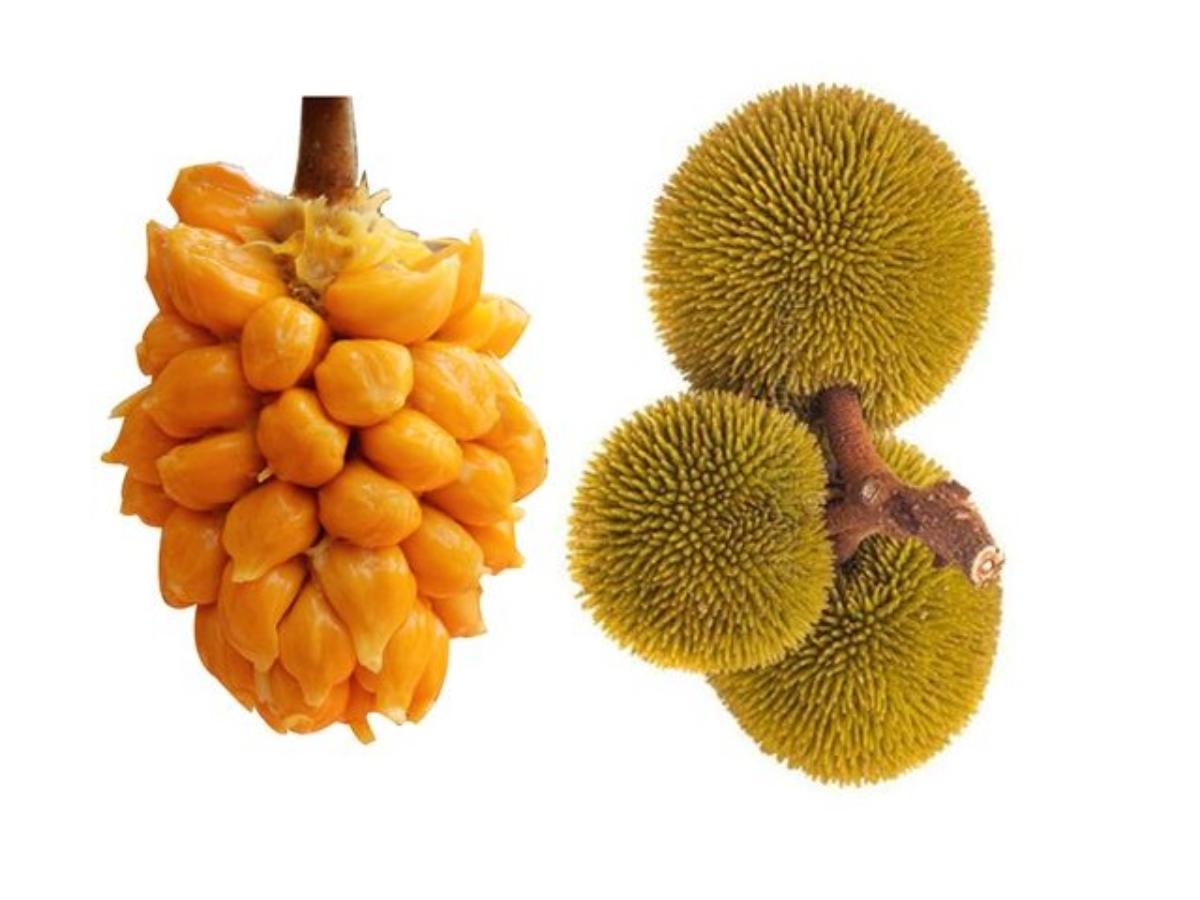 Wild Jack Artocarpus Hirsutus
