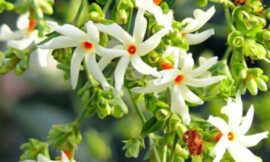 ಪಾರಿಜಾತ ಗಿಡದ ಮಹತ್ವದ ಕುರಿತು ಒಂದಿಷ್ಟು ಮಾಹಿತಿ