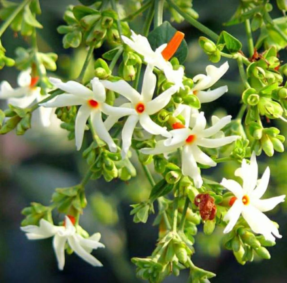 Read more about the article ಪಾರಿಜಾತ ಗಿಡದ ಮಹತ್ವದ ಕುರಿತು ಒಂದಿಷ್ಟು ಮಾಹಿತಿ