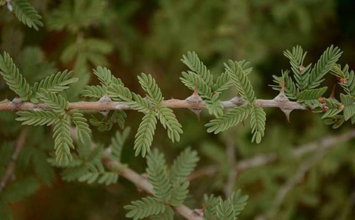 Read more about the article ಬನ್ನಿ ವೃಕ್ಷದ ಮಹತ್ವ ಮತ್ತು ಶ್ರೇಷ್ಠತೆ